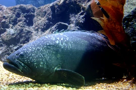 'Quái ngư' 150kg bất ngờ lọt lưới, ngư dân suýt ngã quỵ vì...