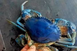 Soi cua biển xanh tím hiếm có bất ngờ xuất hiện ở Cà Mau