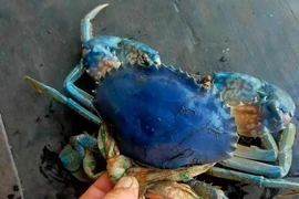 Soi cua biển xanh tím hiếm có bất ngờ xuất hiện ở Cà Mau