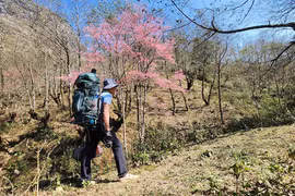 Đào rừng nở rộ nhuộm hồng núi Lảo Thẩn, thỏa nhung nhớ mùa xuân