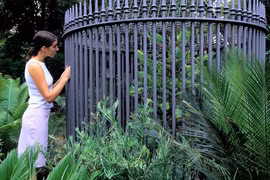 Tái sinh loài cây được mệnh danh 'hóa thạch sống' tuyệt chủng 2 triệu năm