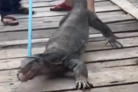 Thằn lằn khổng lồ lẻn vào nhà, dân hoang mang cực độ 