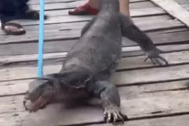 Thằn lằn khổng lồ lẻn vào nhà, dân hoang mang cực độ 