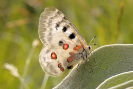 4 loài bướm hiếm gặp nhất hành tinh trước nguy cơ tuyệt chủng