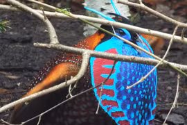 Việt Nam sở hữu loài chim quý, đẹp đến không rời được mắt