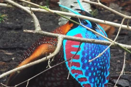 Việt Nam sở hữu loài chim quý, đẹp đến không rời được mắt