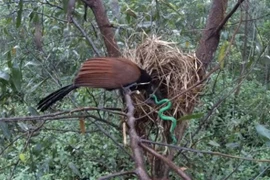 Loài chim tự chữa bệnh, bắt được rắn, trông nhà