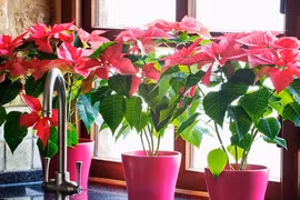 5 lưu ý phong thủy để cây cảnh không “trở mặt thành thù”