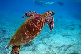 Cá thể đồi mồi dứa được thả về biển Quảng Trị: Loài quý hiếm sao? 