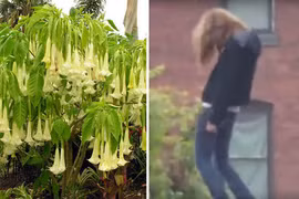 Lạnh người vẻ đẹp của loài hoa độc mang 'hơi thở của quỷ'