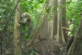Khỉ đuôi lợn được thả về tự nhiên ở Đức Linh: Loài cực quý hiếm! 