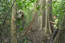 Khỉ đuôi lợn được thả về tự nhiên ở Đức Linh: Loài cực quý hiếm! 