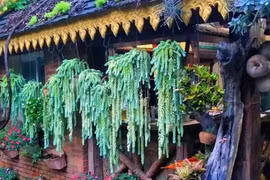 Cây cảnh chiêu tài, nghe tên đã thấy vàng ngọc ùa vào nhà 