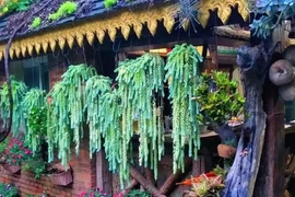 Cây cảnh chiêu tài, nghe tên đã thấy vàng ngọc ùa vào nhà 