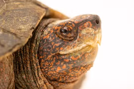 Rùa đất được giao nộp ở Bình Phước: Loài quý trong Sách Đỏ