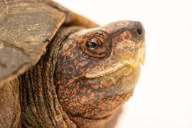 Rùa đất được giao nộp ở Bình Phước: Loài quý trong Sách Đỏ