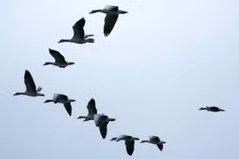 Vì sao đàn ngỗng luôn bay theo đội hình 'V' hoặc 'xương cá'?