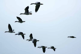 Vì sao đàn ngỗng luôn bay theo đội hình 'V' hoặc 'xương cá'?