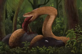 Siêu mãng xà 47 triệu tuổi lộ diện gây kinh ngạc giới khảo cổ