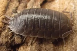 Loài côn trùng bị nhiều người ghét bất ngờ là 'kho báu' Trời ban 