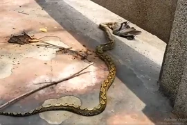 Đang đi dạo, bất ngờ bắt gặp "quái thú" làm chuyện động trời