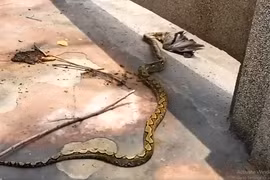 Đang đi dạo, bất ngờ bắt gặp "quái thú" làm chuyện động trời