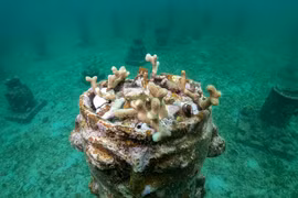 Tạo "nhà mới" cho san hô: Dự án độc đáo tại biển Caribe