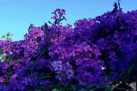 Hai loại hoa khiến rắn độc 'cao chạy xa bay', ai cũng nên trồng