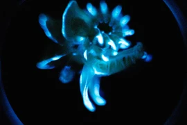 Sinh vật phát quang liên tục, chuyên gia thốt lên "nguồn sáng tương lai"