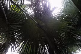 Lạ lùng loài cây nửa thế kỷ mới đơm hoa rồi... chết