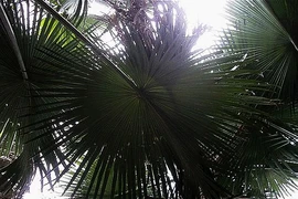 Lạ lùng loài cây nửa thế kỷ mới đơm hoa rồi... chết