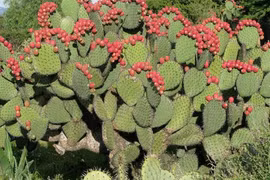 Cây cảnh bá đạo chắn tai cho gia đình, toàn thân là báu vật