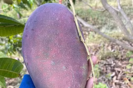 Những giống xoài mới cực lạ mắt, 'hút' khách mua