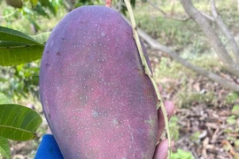 Những giống xoài mới cực lạ mắt, 'hút' khách mua