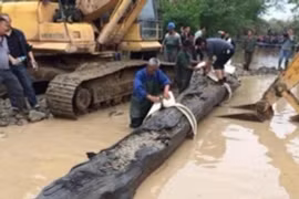 Đào móng nhà, mừng rơn vớ được khúc gỗ quý 350 tỷ đồng 