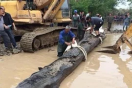 Đào móng nhà, mừng rơn vớ được khúc gỗ quý 350 tỷ đồng 