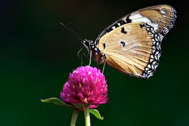 Người có 4 ngày sinh Âm lịch này sẽ hưởng phú quý suốt đời