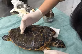 Đồi mồi bị thương dạt vào bờ biển Đà Nẵng, loài quý hiếm sao? 