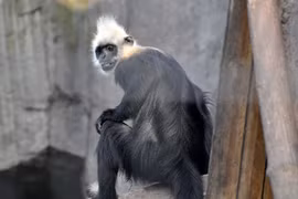 Loài voọc hiếm nhất thế giới, Việt Nam chỉ còn 90 cá thể 