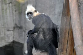 Loài voọc hiếm nhất thế giới, Việt Nam chỉ còn 90 cá thể 