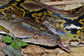 Thất kinh những lần 'quái thú' khổng lồ tấn công con người