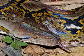 Thất kinh những lần 'quái thú' khổng lồ tấn công con người