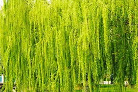 Các cụ dặn: “Trong sân không trồng 3 cây, con cháu bình an, vô sự"