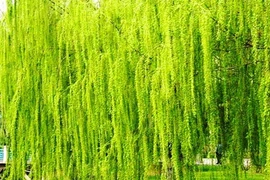 Các cụ dặn: “Trong sân không trồng 3 cây, con cháu bình an, vô sự"