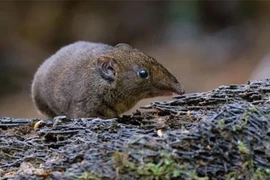 Loài động vật mới phát hiện ở Việt Nam: Là hậu duệ ma cà rồng? 