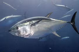 Câu được 'quái ngư' khổng lồ 84 tỷ, cần thủ bất ngờ làm việc này