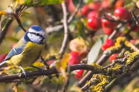 Người sinh tháng Âm lịch này, cả đời đạt cả danh lẫn lộc
