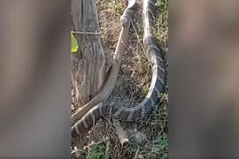 Hoảng hồn chứng kiến "quái thú" nuốt chửng đồng loại