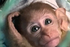 Khỉ vàng được người dân giao nộp ở Hà Tĩnh quý cỡ nào?