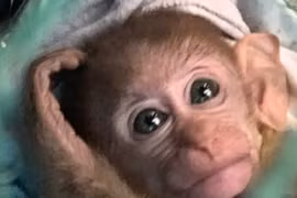 Khỉ vàng được người dân giao nộp ở Hà Tĩnh quý cỡ nào?